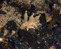 Eubranchus rubropunctatus