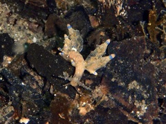 Eubranchus rubropunctatus