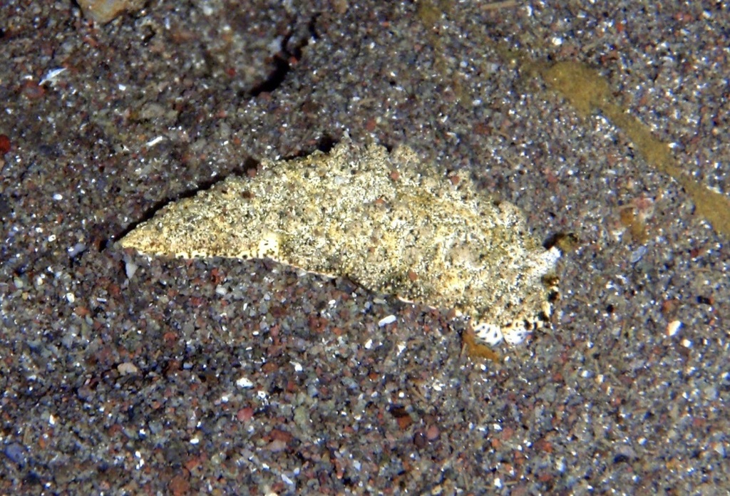 Dermatobranchus kalyptos