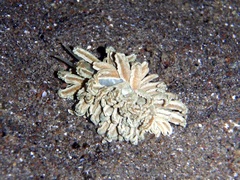 Phyllodesmium lizardense