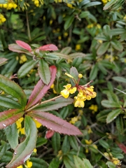 Berberis julianae