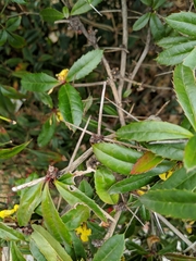 Berberis julianae