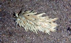 Phyllodesmium lizardense