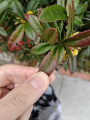 Berberis julianae