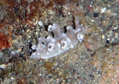 Tritoniidae