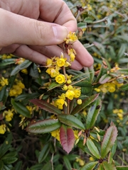 Berberis julianae