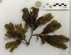 Dictyopteris jolyana