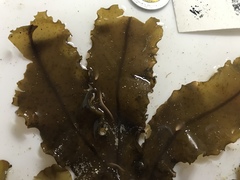 Dictyopteris jolyana