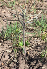 Fritillaria atropurpurea