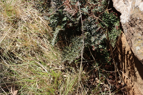 Boulder Cliffbrake (Pellaea boivinii)