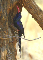 Phoeniculus purpureus