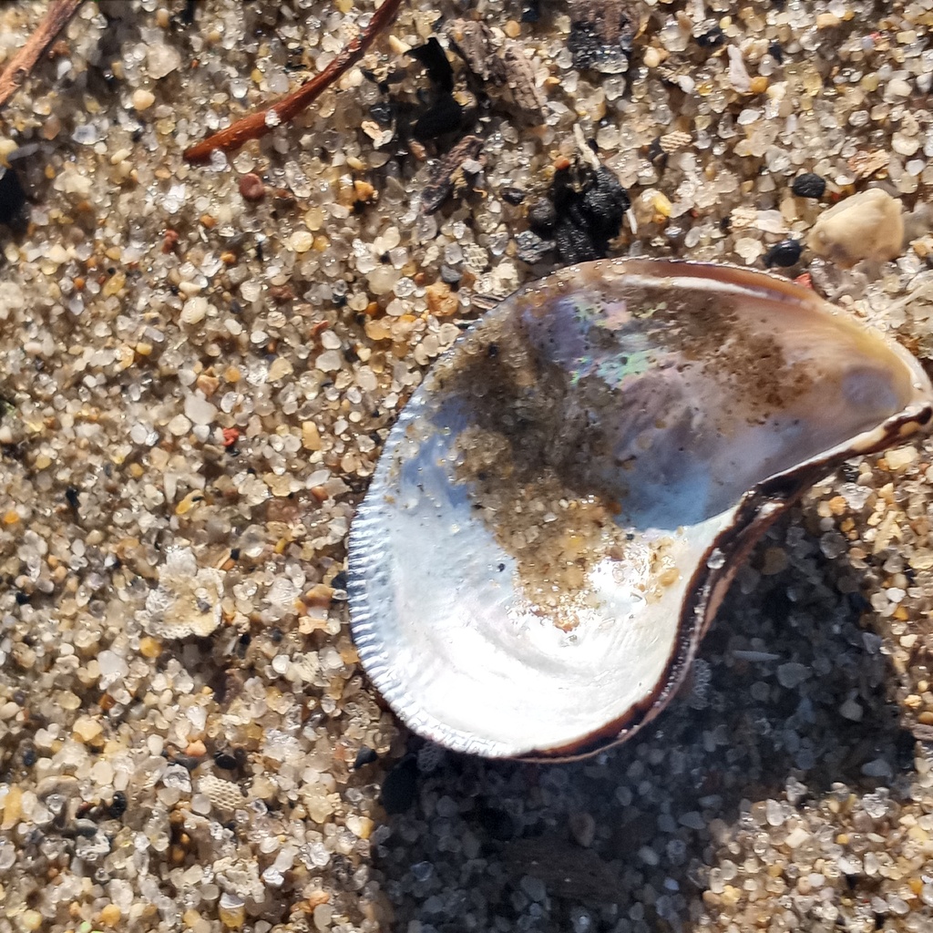 Hooked Mussel from Rock Hall, MD 21661, USA on November 3, 2023 at 10: ...