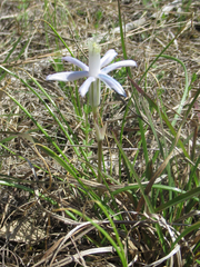 Androstephium coeruleum
