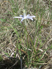 Androstephium coeruleum