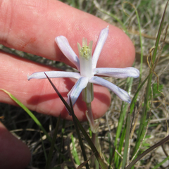 Androstephium coeruleum