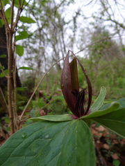 Trillium viridescens