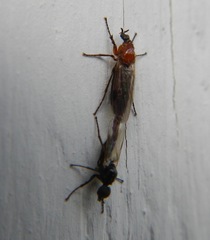 Dilophus tibialis breviceps