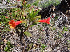 Diplacus parviflorus