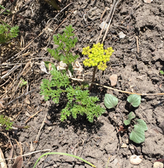 Lomatium grayi