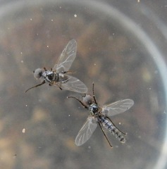 Dilophus tibialis breviceps