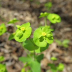 Euphorbia roemeriana