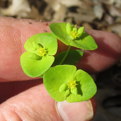 Euphorbia roemeriana