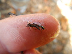 Dilophus tibialis breviceps