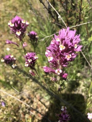 Castilleja densiflora gracilis