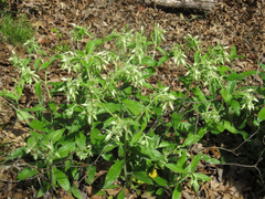 Lithospermum helleri