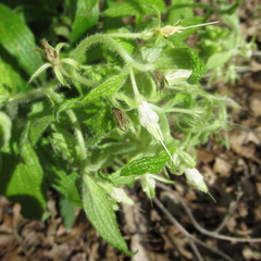Lithospermum helleri