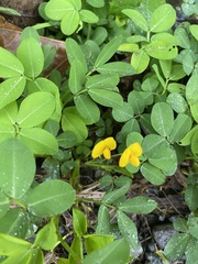 Arachis pintoi image