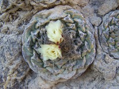 Strombocactus disciformis disciformis