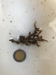 Lithophyllum congestum