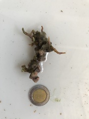 Lithophyllum congestum