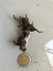 Lithophyllum congestum