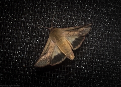 Australothis rubrescens