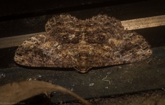Paradromulia ambigua