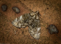 Heterochasta lasioplaca