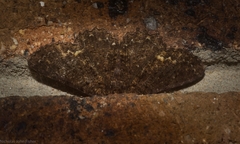 Paradromulia ambigua