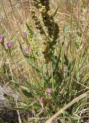 Rumex californicus