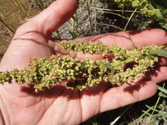Rumex californicus