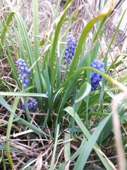 Muscari neglectum