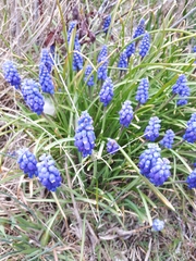 Muscari neglectum