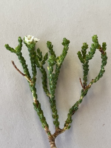 Image of Diosma demissa by (c) Charleen Brunke, some rights reserved (CC BY)