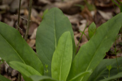 Frasera caroliniensis