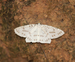 Abraxaphantes perampla