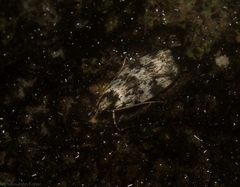 Barea eucapnodes