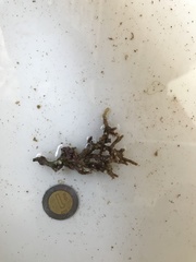 Neogoniolithon strictum