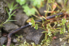 Claytonia parviflora