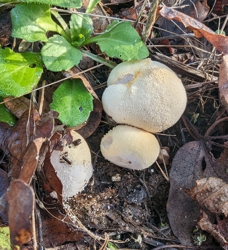 Pievinis pumpotaukšlis nuotrauka